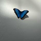 Missoula Butterfly House and Insectarium