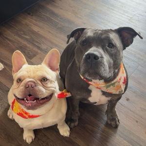 funds for our fur babies