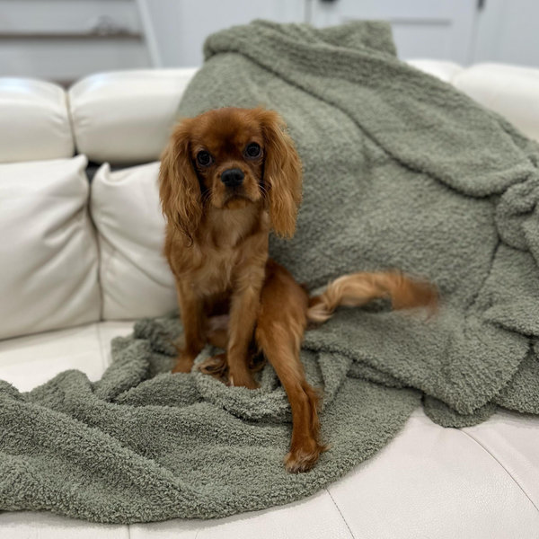 Cavalier Rescue USA Donation