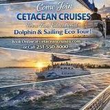 Dolphin & Sailing Tours by Cetacean Cruises