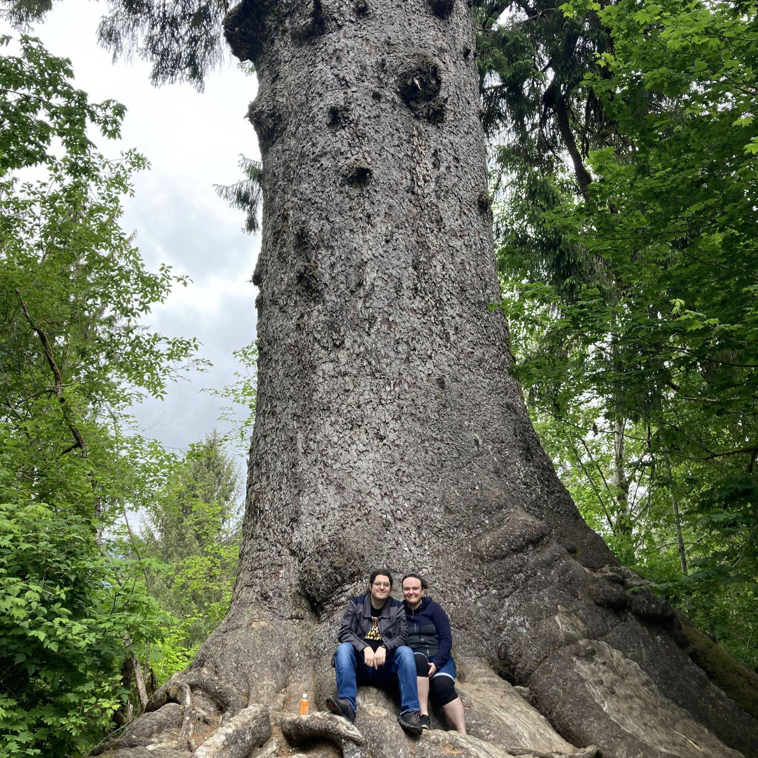 world's largest sitka spruce, quinault, WA
