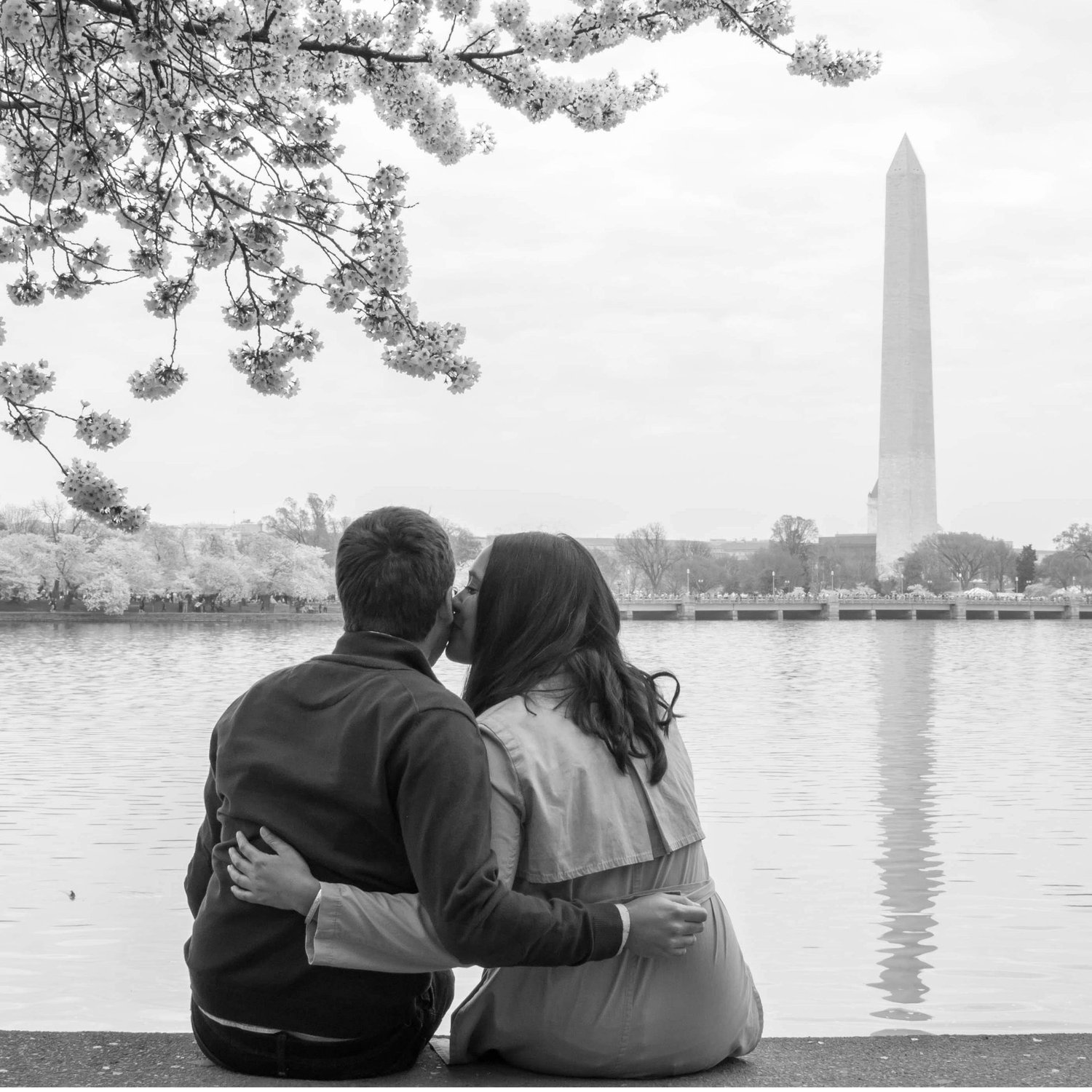 Cherry blossoms, Washington, D.C.