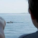 Jolly Sailing and Dolphin Cruises