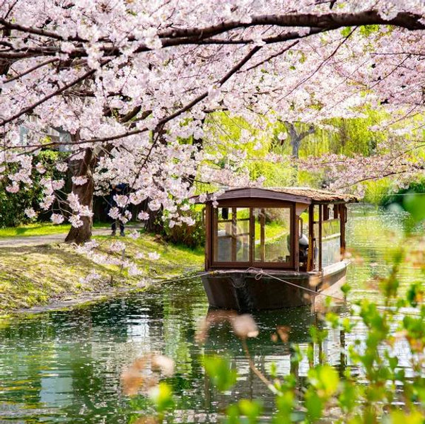 Honeymoon in Japan!