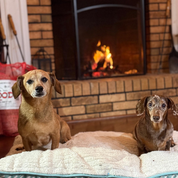 Year's Supply Of Pet Treats