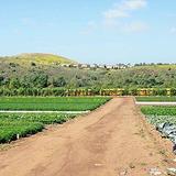 Tanaka Farms