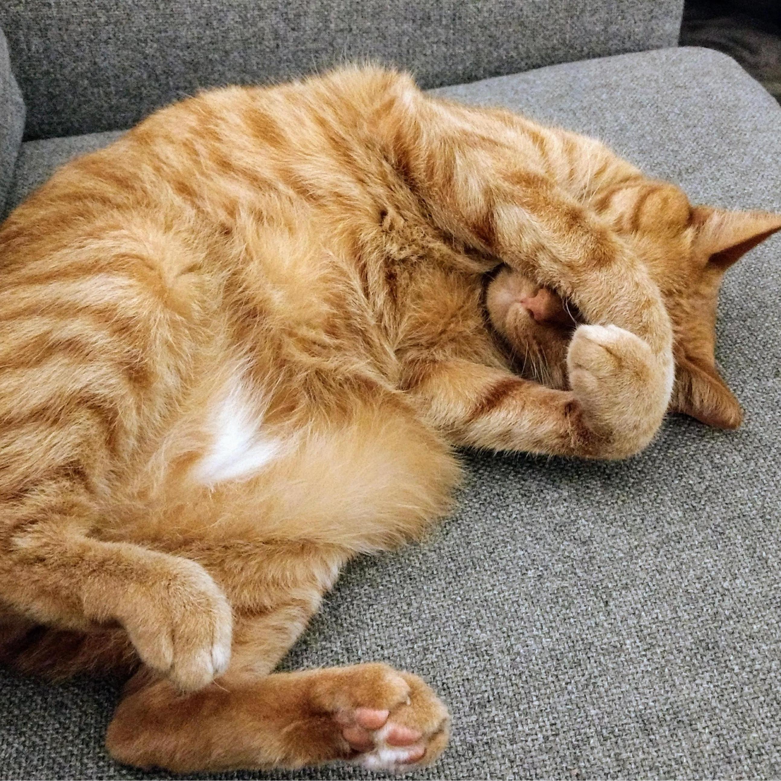 Willie pretends to be camera shy, but he's really a star.