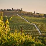Tuscan Vineyards