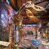 Witte Museum