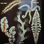 Cabrillo Marine Aquarium