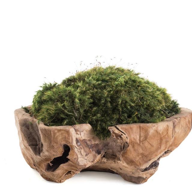 Natural Wood Low Bowl - Moss (Small - 12")