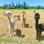 Alpacas at Marquam Hill Ranch