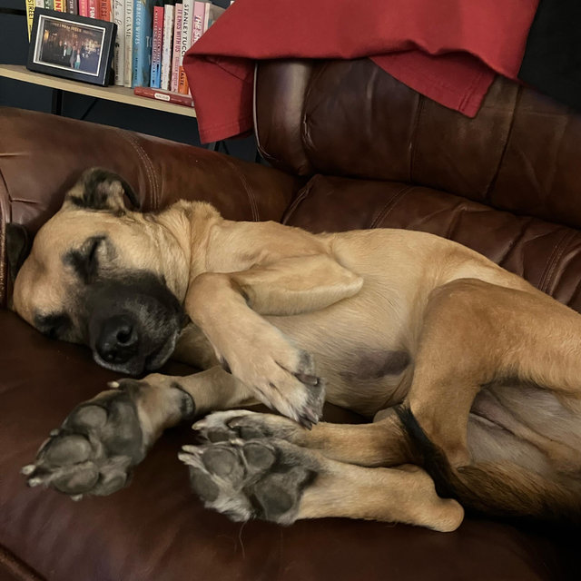 Archie’s Honeymoon (dogsitting) Fund