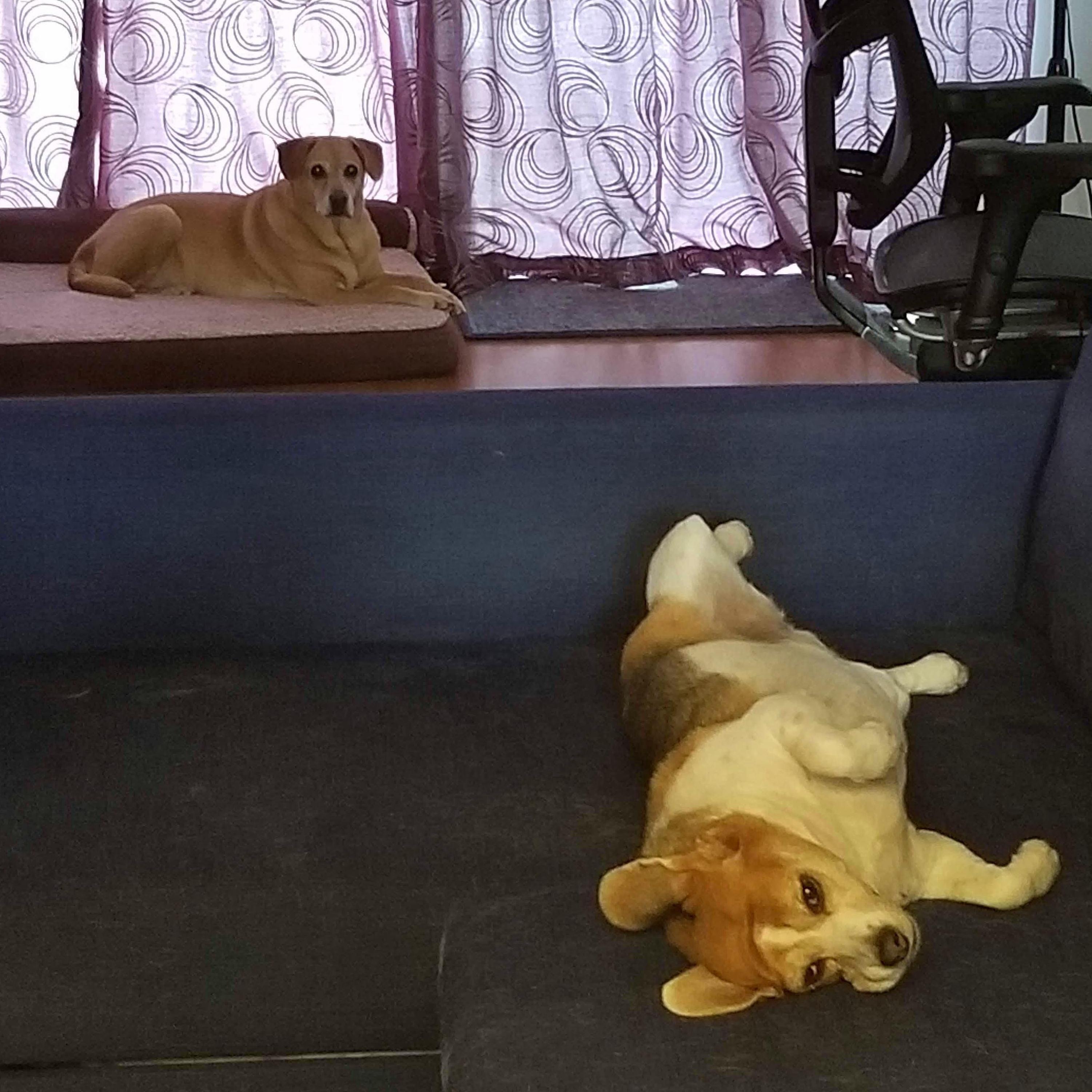 Personality pic of Lila and Bo.
