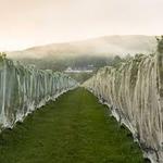 Cellardoor Winery