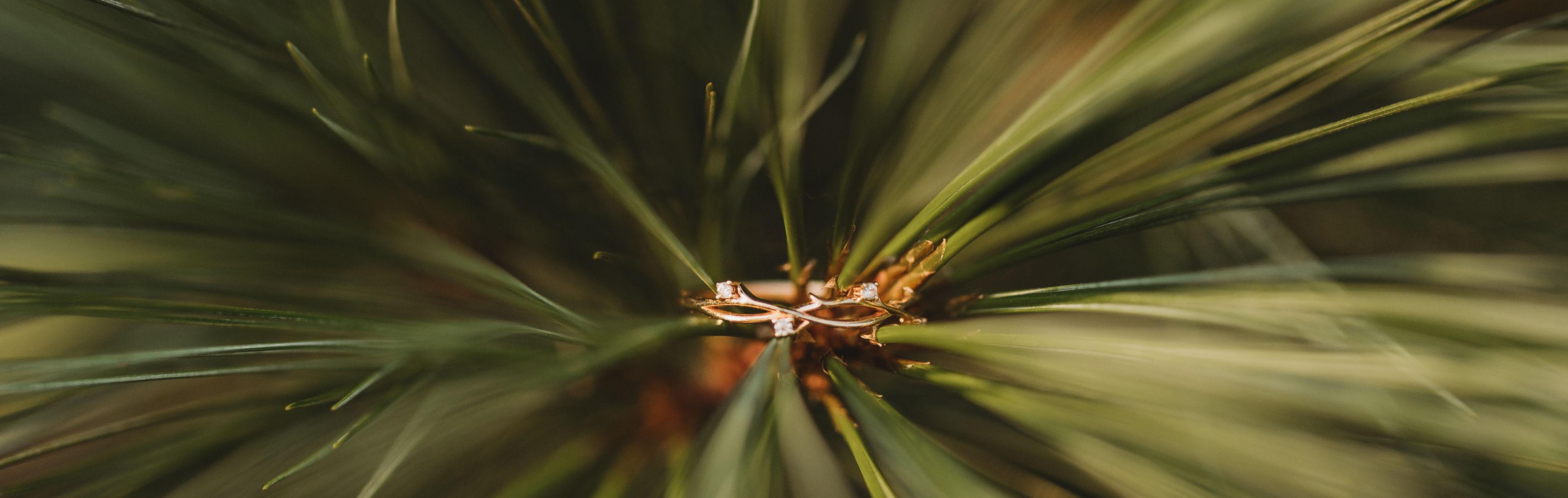 The Wedding Website of Abigail Hartwell and Darius Hartwell