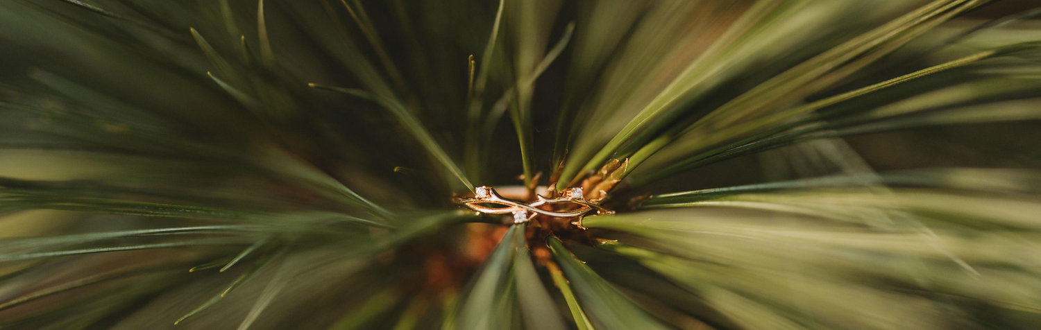 The Wedding Website of Abigail Hartwell and Darius Hartwell