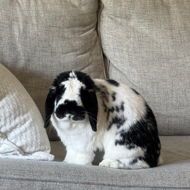 New Bunny Pen Flooring