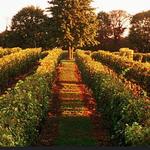 Greenvale Vineyards