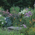 Bowman's Hill Wildflower Preserve