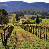 Wine Tasting at Local Vineyards