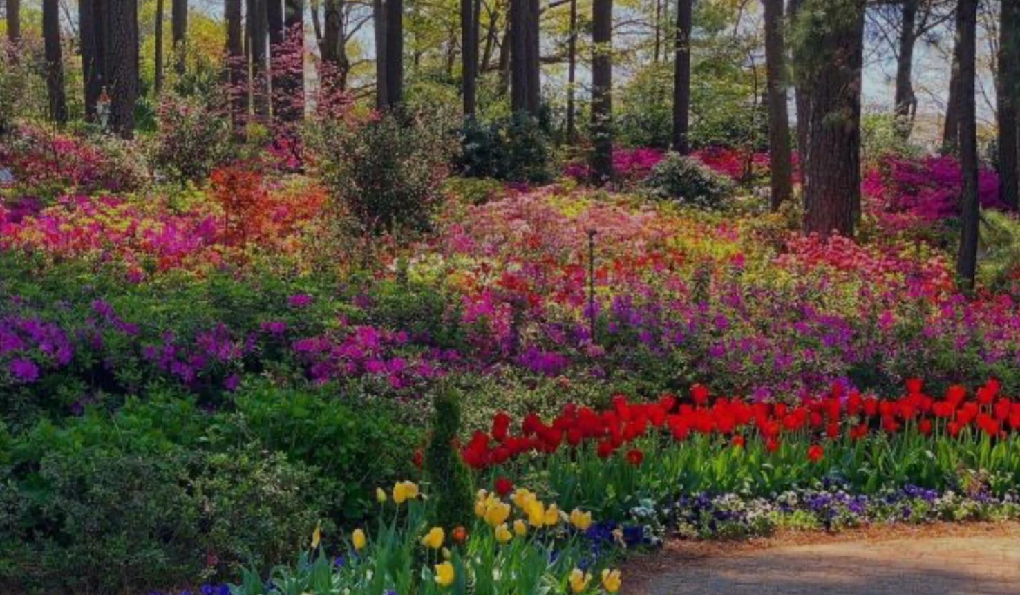 The Wedding Website of Jasmine-Nicole Calhoun and Justin Benjamin