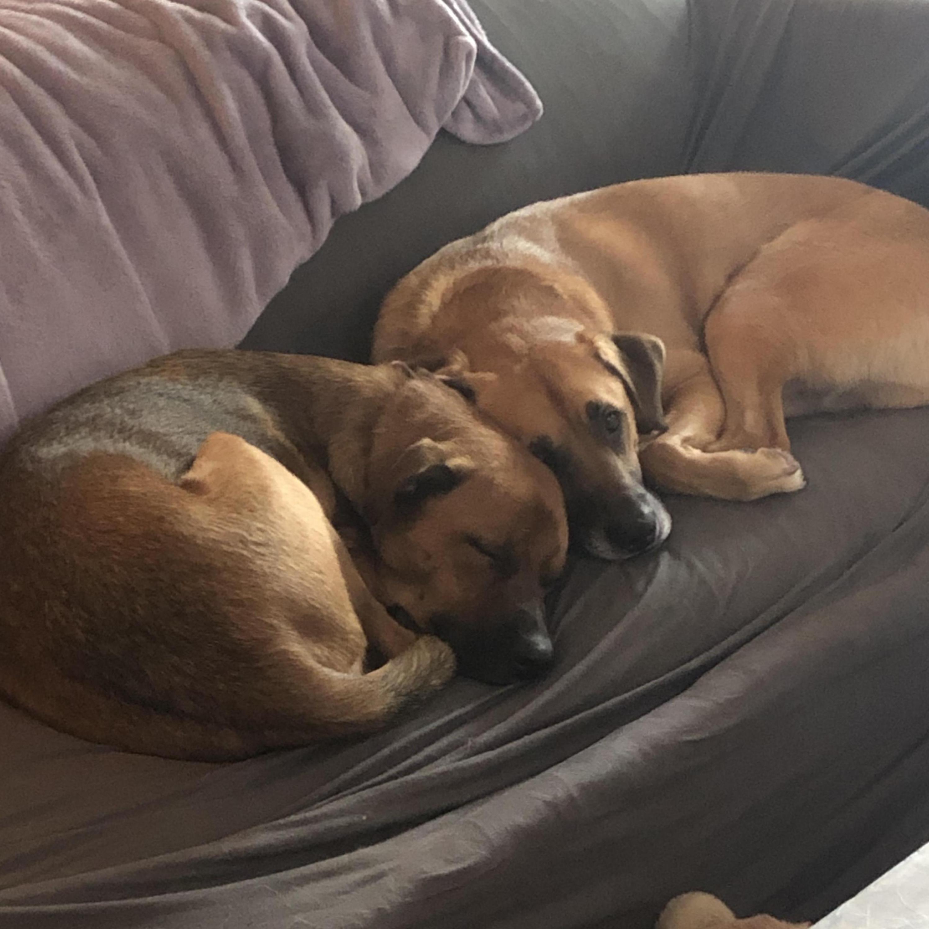 Our loves. Cody & Teddy