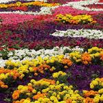 Flower Farm & Silletero History Tour