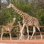Lincoln Park Zoo