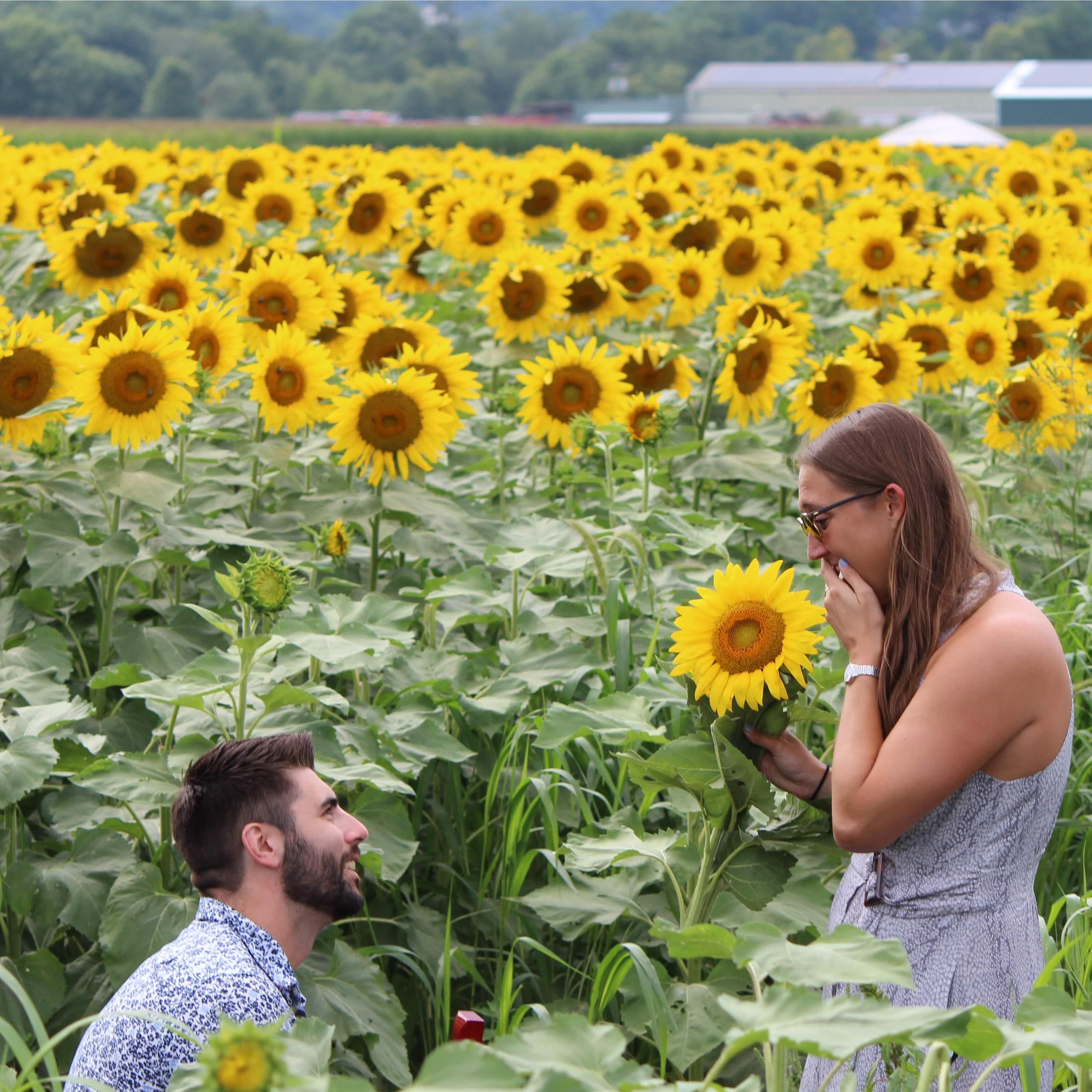 August 16th 2019 will be the placeholder as best day ever until 10/24/2020 comes around :)
Sunflower Valley Farms-New Hampton, NY