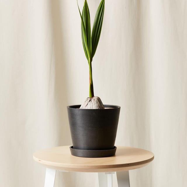 Coconut Palm