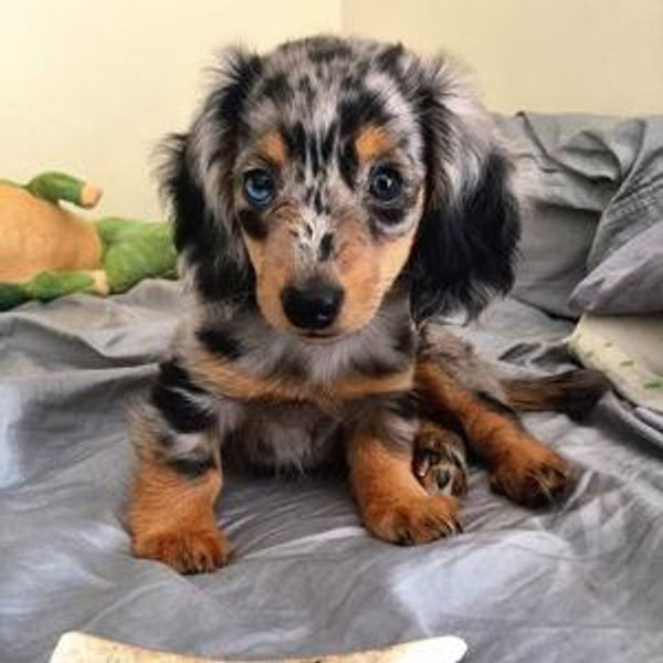 Our New Puppy