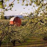 Drive the Hood River Fruit Loop