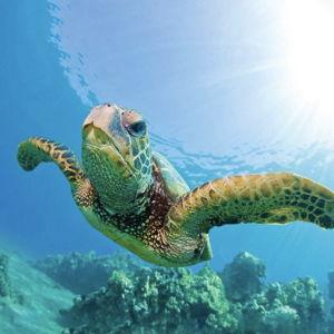 Snorkeling with Sea Turtles