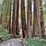 Muir Woods National Monument