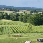 Arrington Vineyards