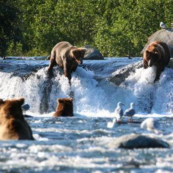 Katmai NP Travel