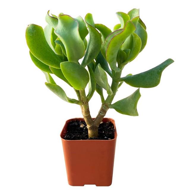Ripple Jade - Crassula Arborescens Undulatifolia, Rare Cute Succulent Plant Fully Rooted in 2" Pot