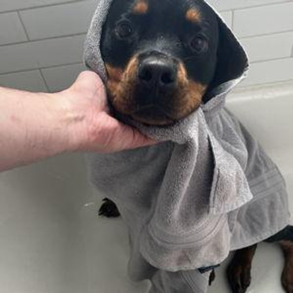 Doggy Daycare Fund