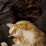 The Catcade - Cat Cafe & Rescue *