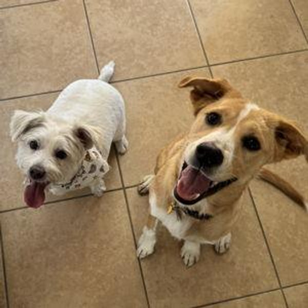 Puppy Adoption Fund