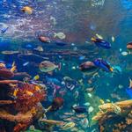 National Aquarium