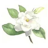 Gardenia's Bistro / GB’s Lounge