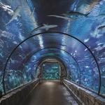 Shark Reef Aquarium at Mandalay Bay