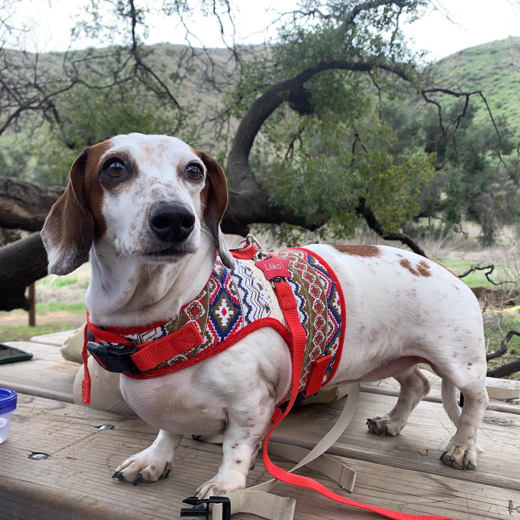 Year's Supply Of Pet Treats