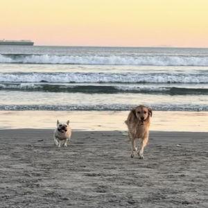 Cardi & Benny Toy Fund
