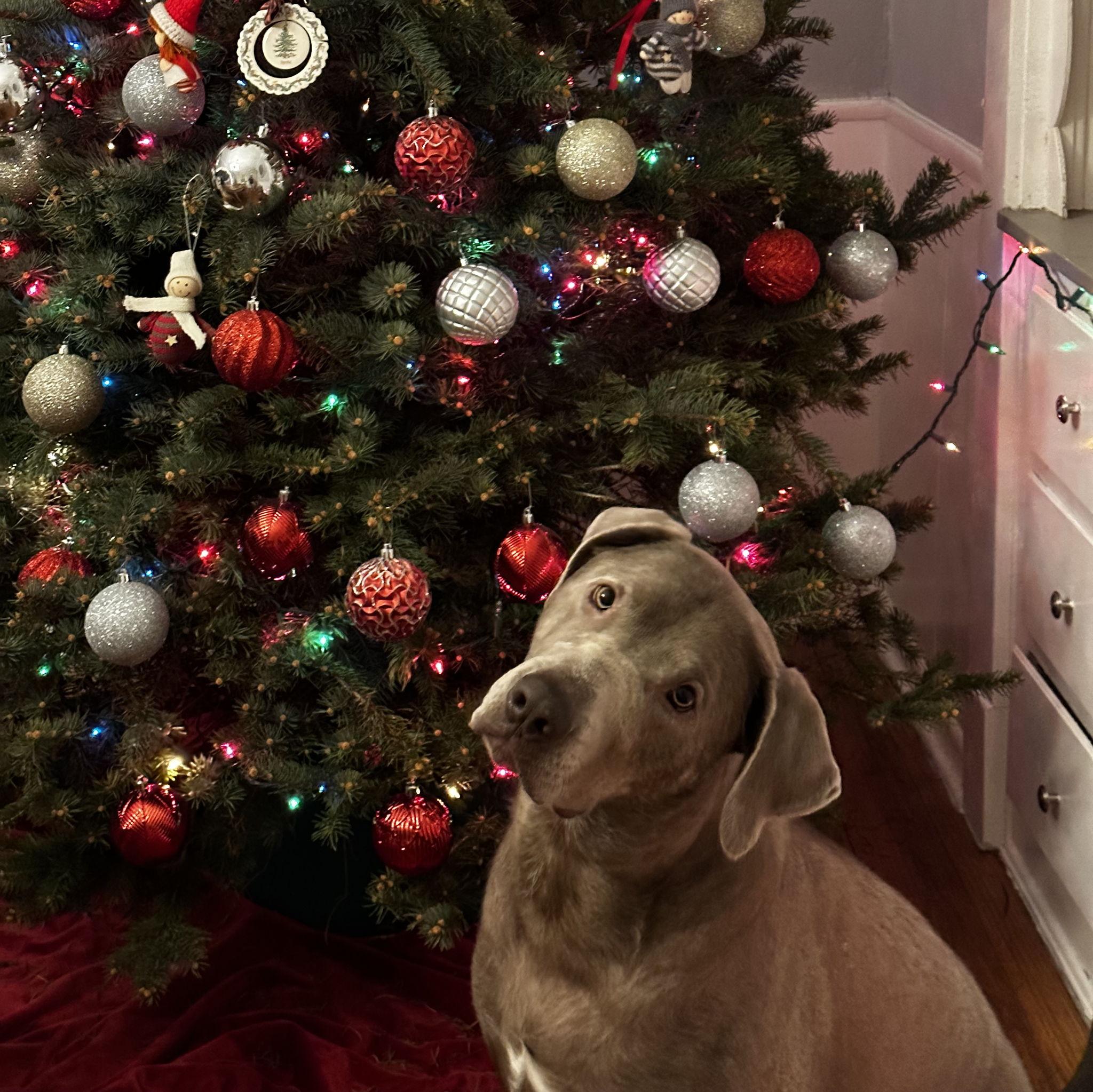 Winter 2022, Decorating the tree!