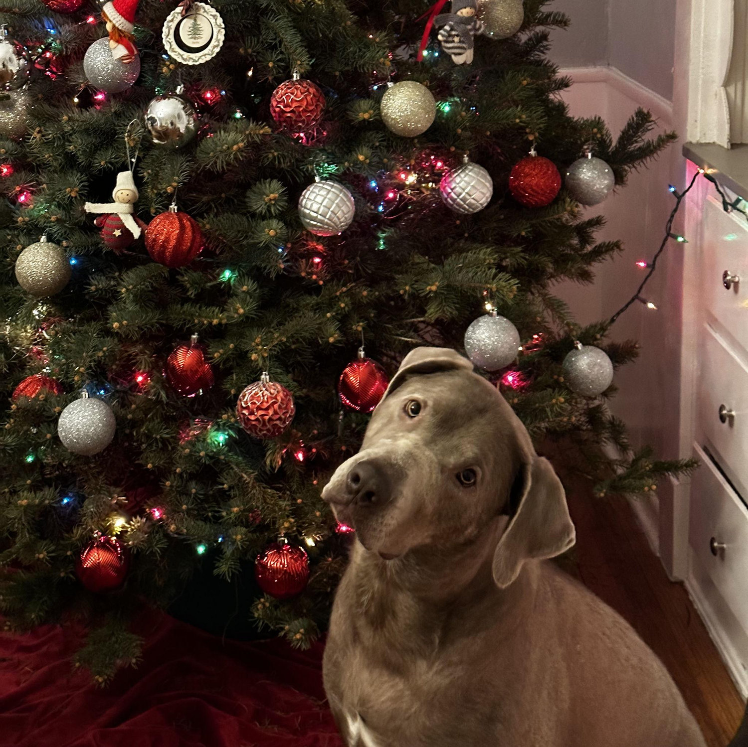 Winter 2022, Decorating the tree!