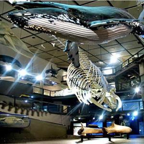 Cape Town Museum Tour on Our Honeymoon