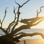 Driftwood Beach